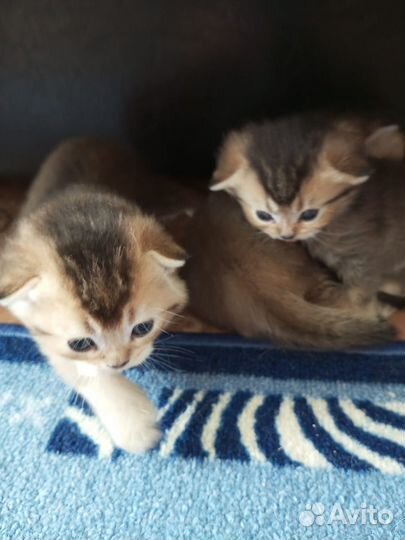 Котята, Шотландская порода