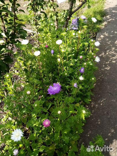 Астра цветы