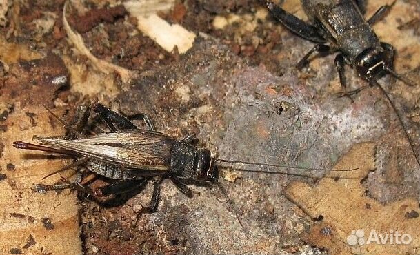 Кормовые насекомые. Домовый сверчок и другие