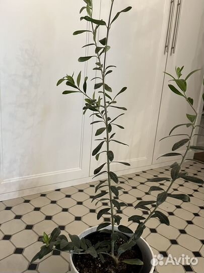 Растение оливкое дерево