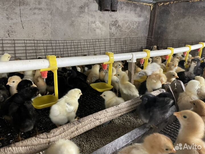 Домашняя птица