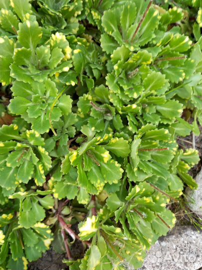 Лилия,ирис,очиток,гвоздика,хоста