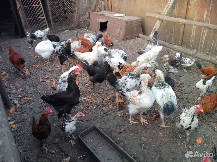 Куры молодки домашние