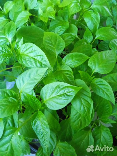 Рассада томатов, перцев, огурцов