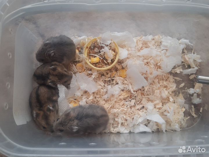 Джунгарские хомячки