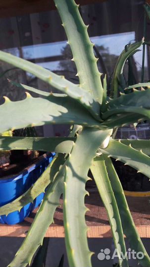 Каланхоэ,алоэ-вера