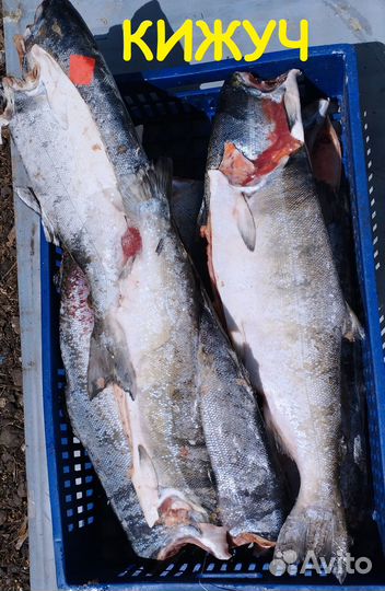 Поштучно. Кижуч