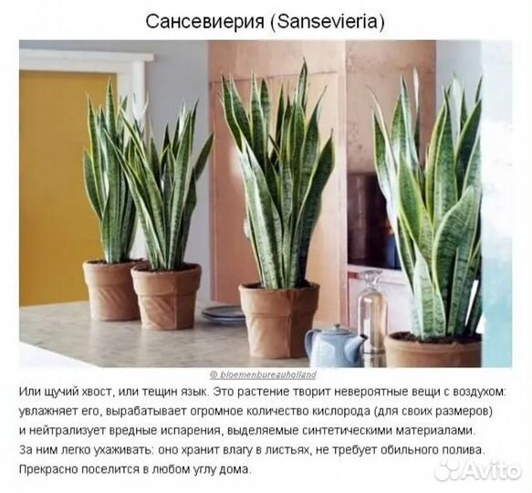Сансевиерия Зейланика