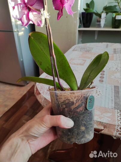 Орхидея фаленопсис биг лип