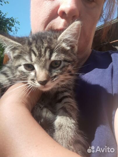 Котодети в добрые руки