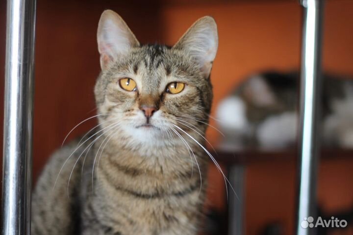 Котик Тоша