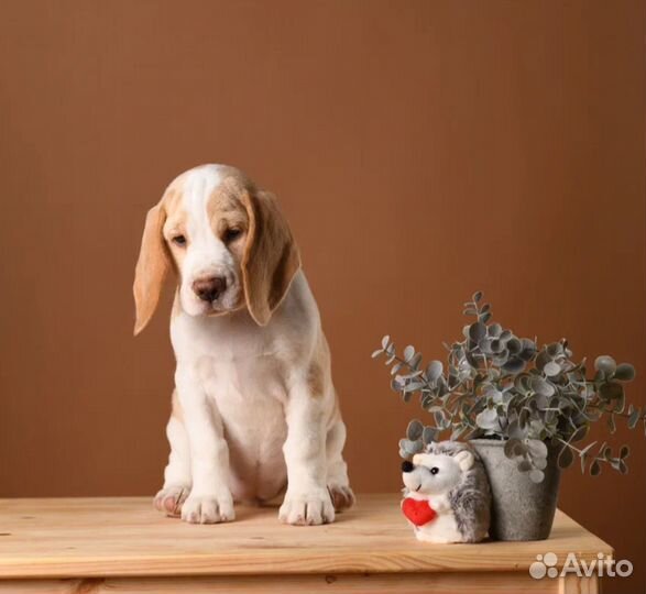 Щенки бигль