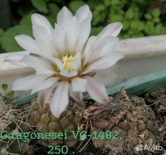 Кактусы и суккуленты