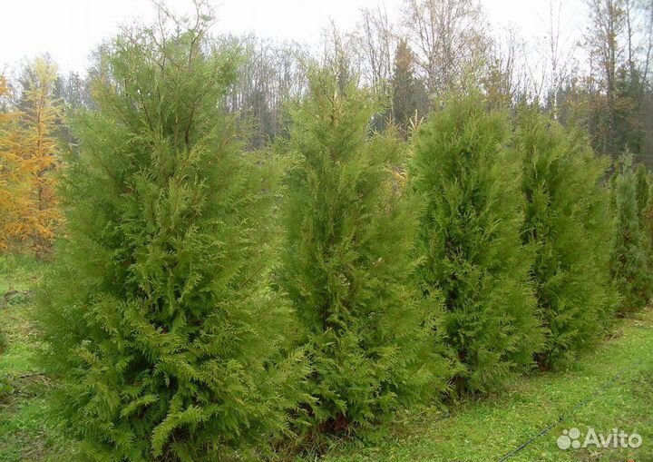 Туя Брабант