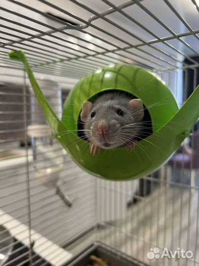 Крыса дамбо с клеткой