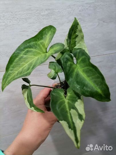 Сингониумы разные, сортовые