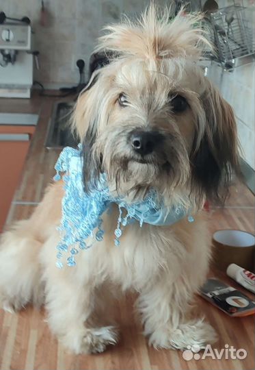 Передержка собак в домашних