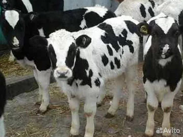 Бычки Телки Холмогоры Голштины