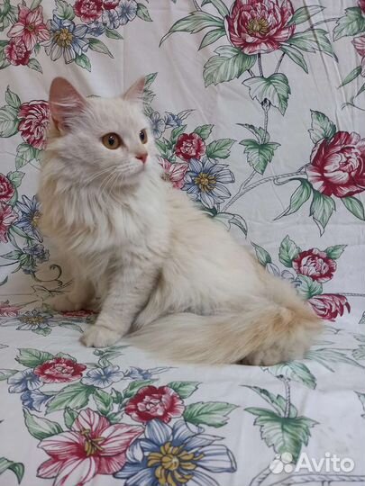 Персея ищет дом