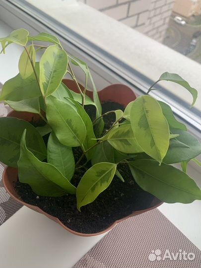 Фикус голден моник