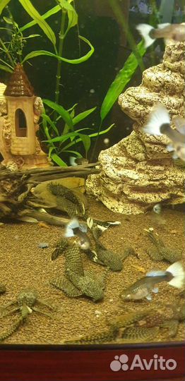 Сомики анцитрусы