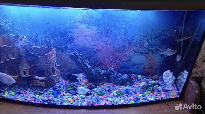 Аквариум 100 литров