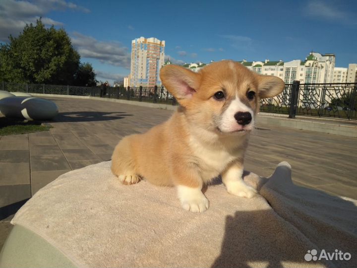 Отличные коржики пемброк