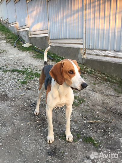 Русская пегая гончая,вязка