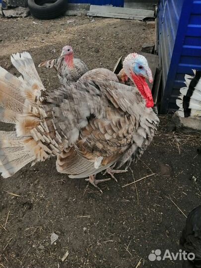 Индюки, утята