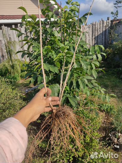 Крыжовник бесшипный Владил