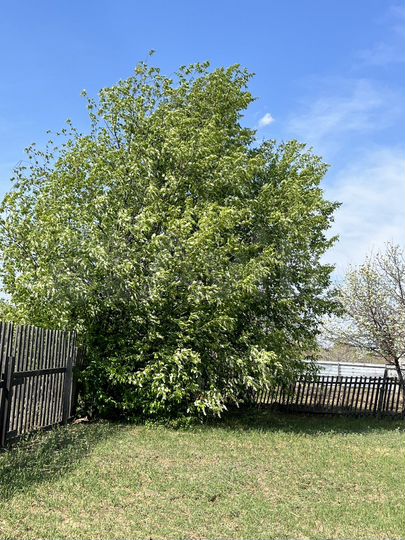 Участок 6 сот. (СНТ, ДНП)