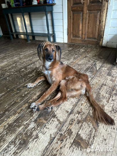 Особенная собачка ищет своего человека и дом