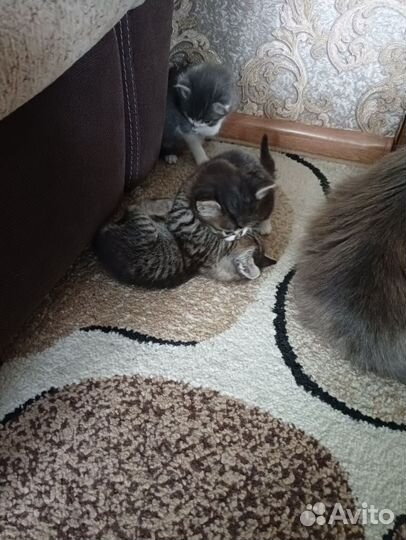 Кошка в дар бесплатно