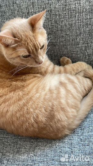 Ищем дом семейному коту