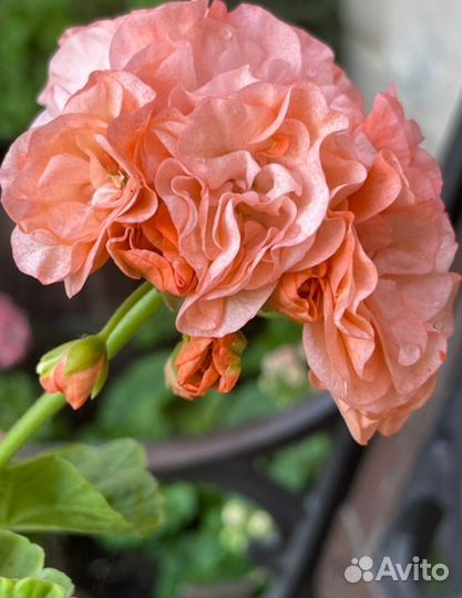 Пеларгония герань #1