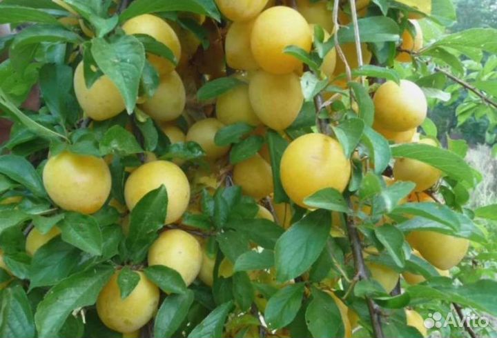 Саженцы слива Утро Эмпресс