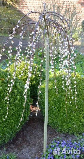 Шелковница на штамбе