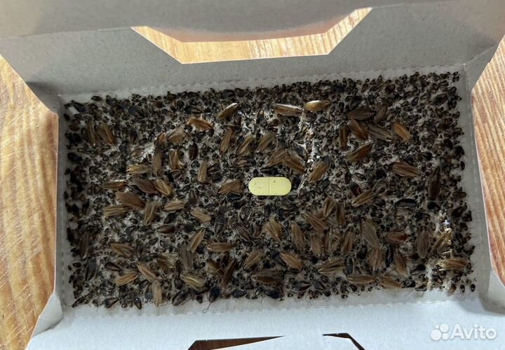 Дезинфекция Уничтожение клопов тараканов мышей