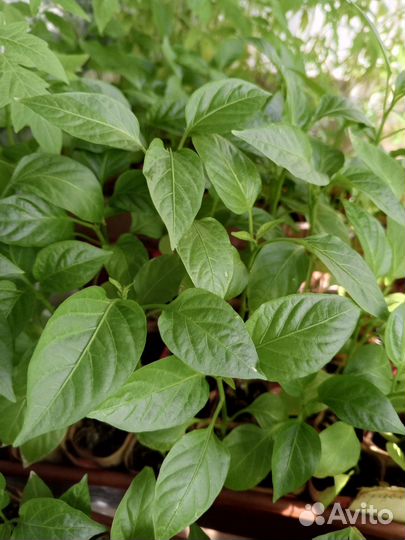 Рассада сладкого перца стаканчиках