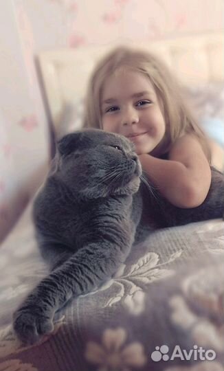 Шотландский вислоухий кот. Вязка