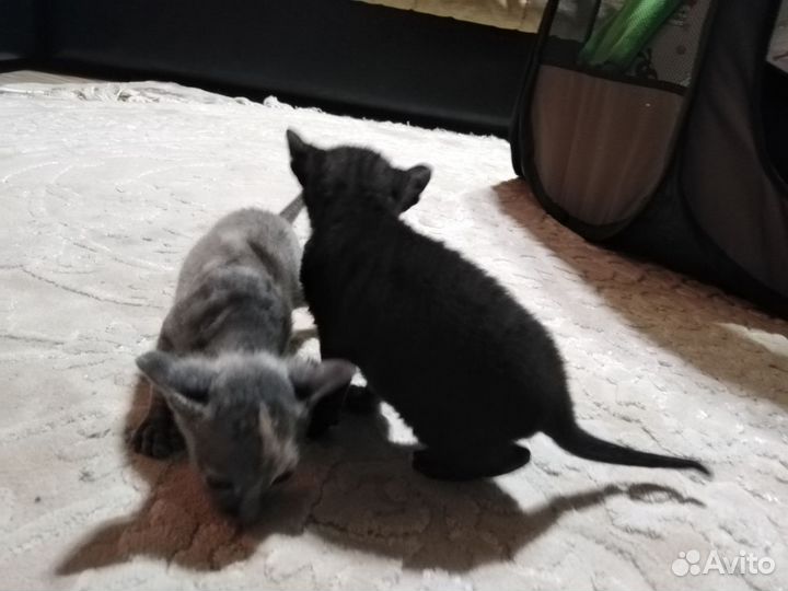 Корниш-рекс