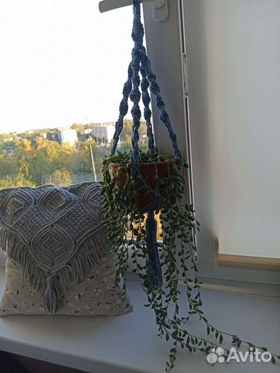 Камнеломка комнатная и крестовник геррейна