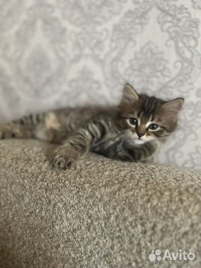 Отдам в добрые руки