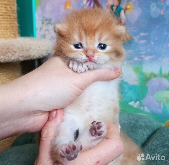 Золотая шиншилла