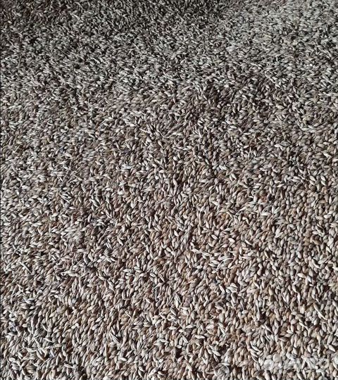 Ячмень яровой, Горох корма