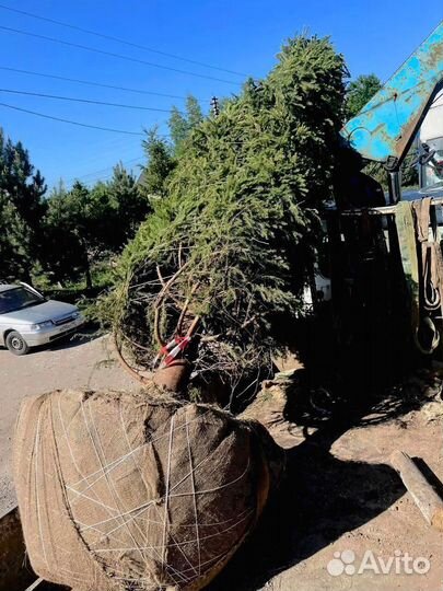 Ель из питомника 3.85 метра