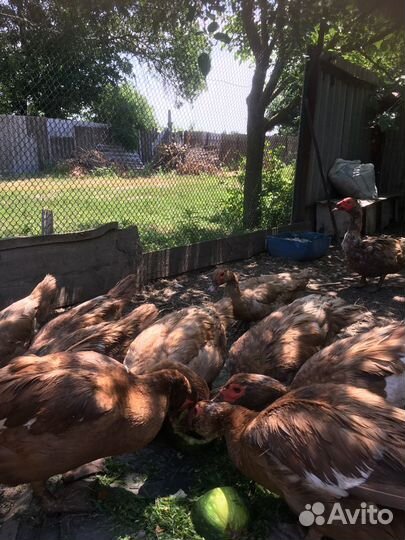 Мускусные утки