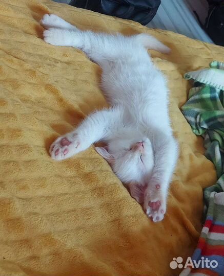 Котенок метис Шотландца и Манчкин