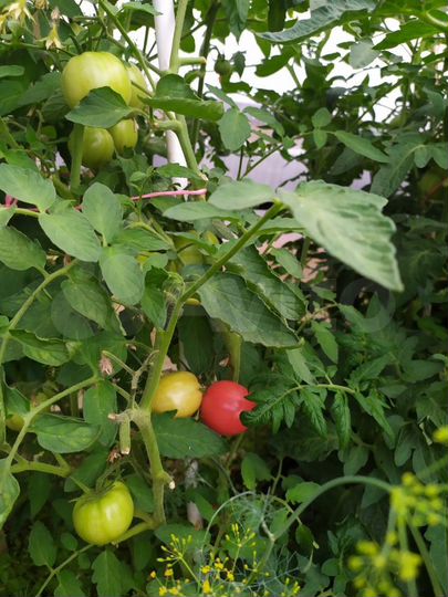 Дача 24 м² на участке 10 сот.