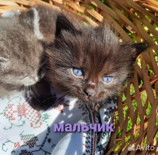 Котята в добрые руки